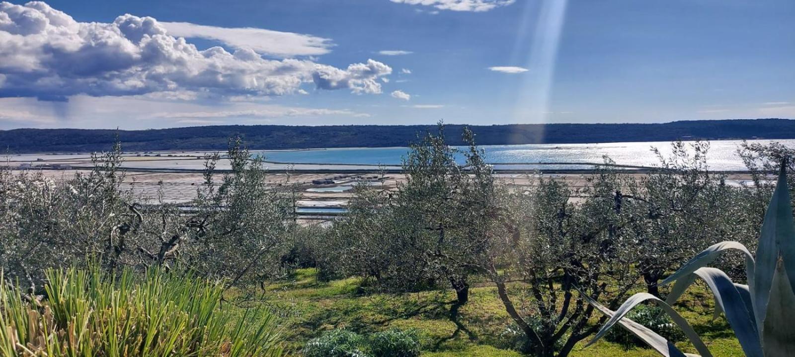 Roma Daire Portorož Dış mekan fotoğraf